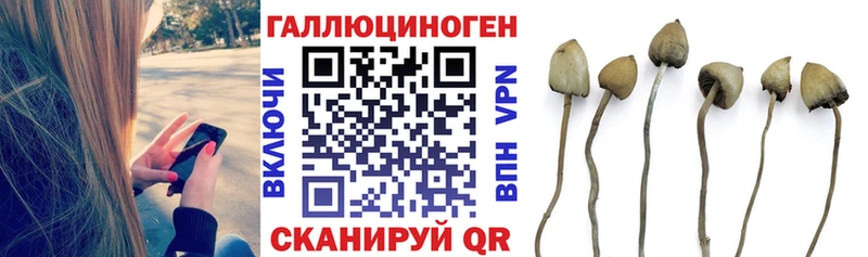 закладки  Балтийск  Галлюциногенные грибы мицелий 
